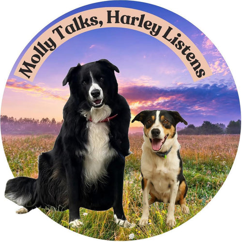 Molly Talks, Harley Listens